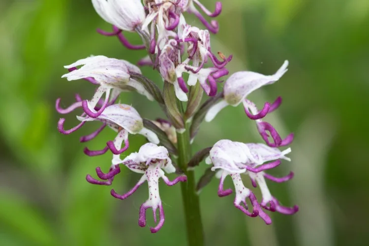 The naked man orchid (Orchis italica) close up