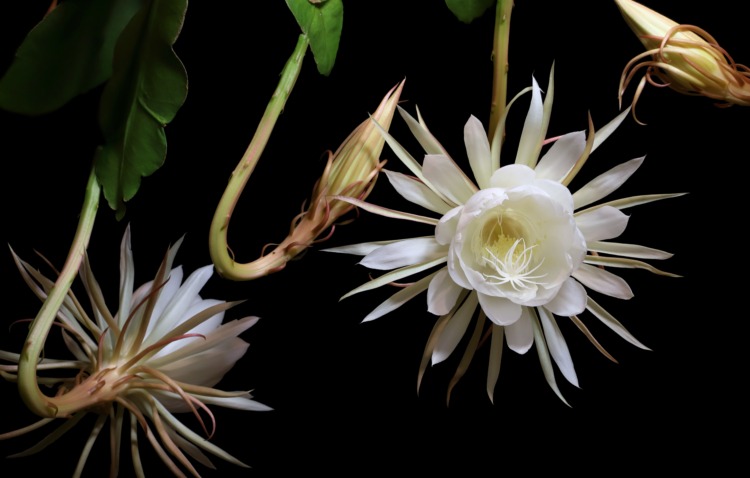 Flowers and Buds of Night Blooming Cereus