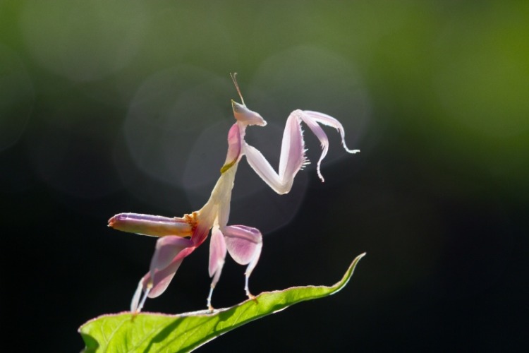 Pink orchid mantis on a leaf