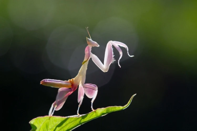 Pink orchid mantis on a leaf