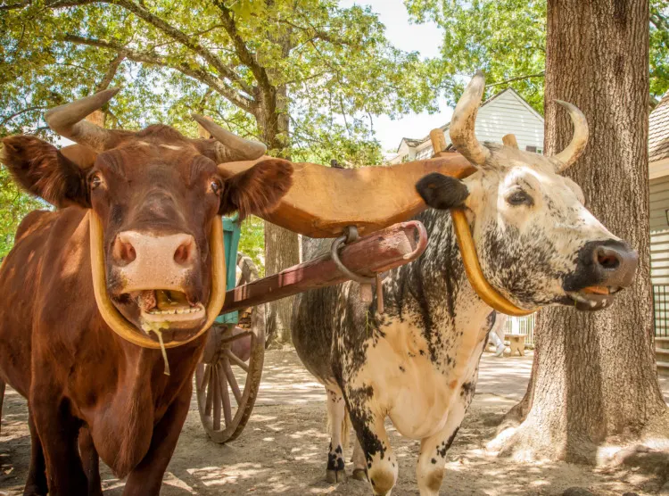 These Are 16 of the Strongest Animals in the World 12 Two oxen pulling a green wagon in in rural, Virginia.