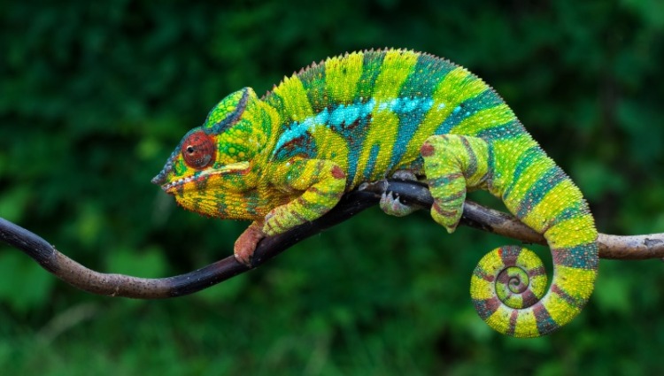 Panther chameleon Furcifer pardalis Ambilobe 2 years old endemic from madagascar