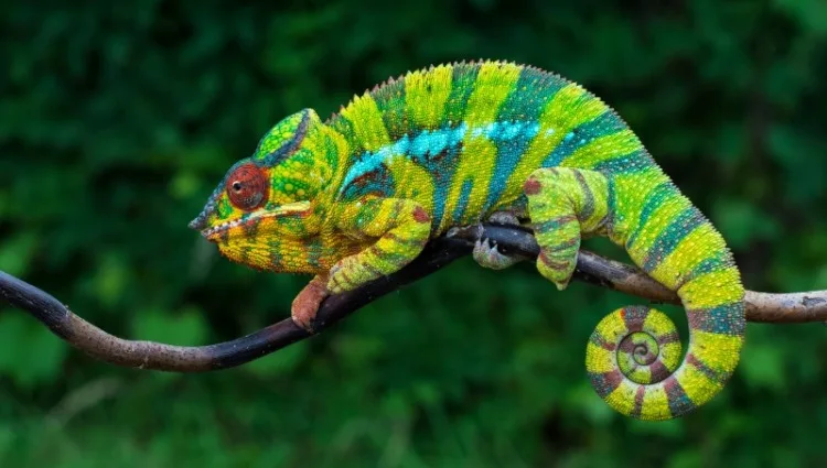 27 Most Beautiful & Majestic Animals in the World 20 Panther chameleon Furcifer pardalis Ambilobe 2 years old endemic from madagascar