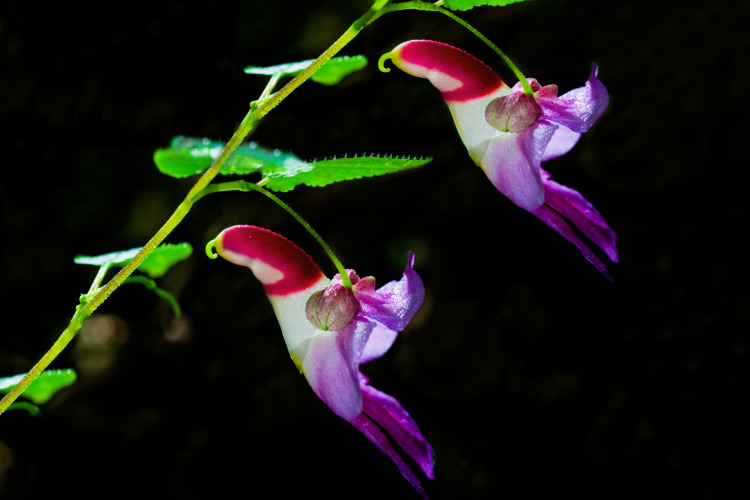 Parrot Flower, Chiang Dao Wildlife Sanctuary, Chiang Mai, Thailand
