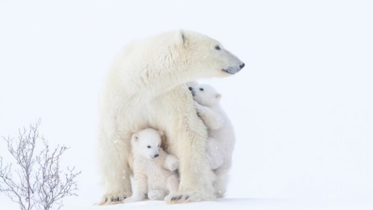 Polar bear mother and cubs
