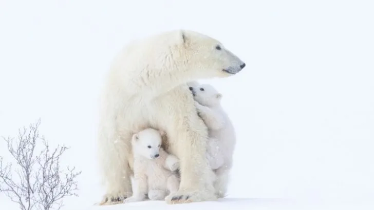 Polar bear mother and cubs