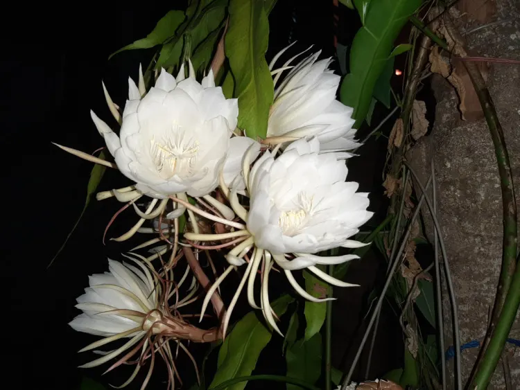 31 Most Mysterious Flowers in the World 8 Queen of the night flower bloom