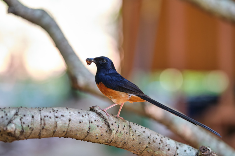 Robin on a branch eating insects