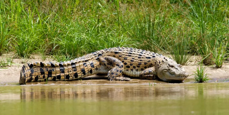These Are 16 of the Strongest Animals in the World 7 Saltwater Crocodile, Crocodylus porosus