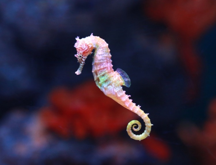 Seahorse (Hippocampus) swimming