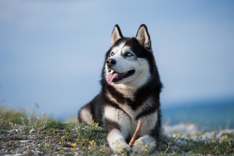 Black and white Siberian husky lying on a mountain on the background of the lake and the forest and eats treats. The dog on the background of natural landscape.