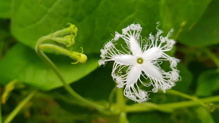 Snake gourd flower in vegetable garden.
