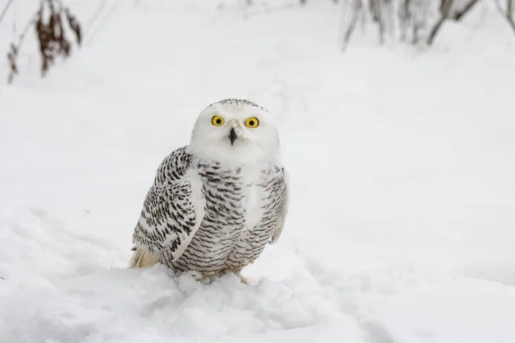 White snowy owl sits in the snow in the field