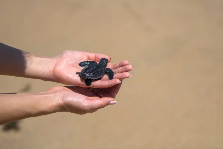 Close up of hands holding small baby turtle hatchling ready for release into the open sea or ocean