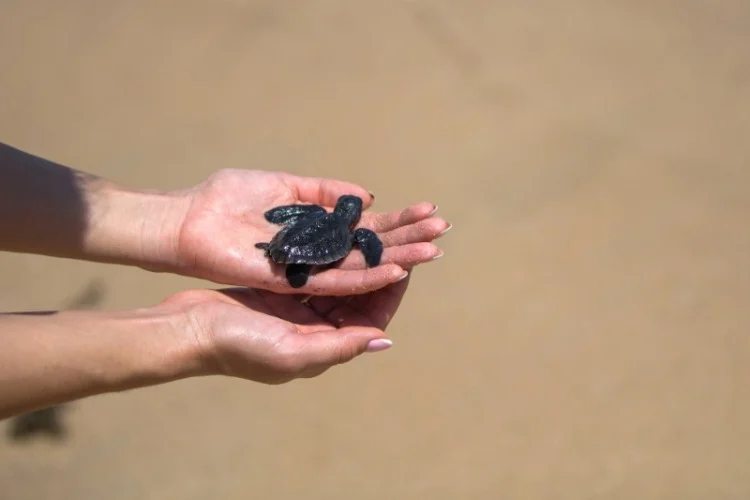 Conservation Volunteer Opportunities: How to Find & Choose the Best 22 Close up of hands holding small baby turtle hatchling ready for release into the open sea or ocean