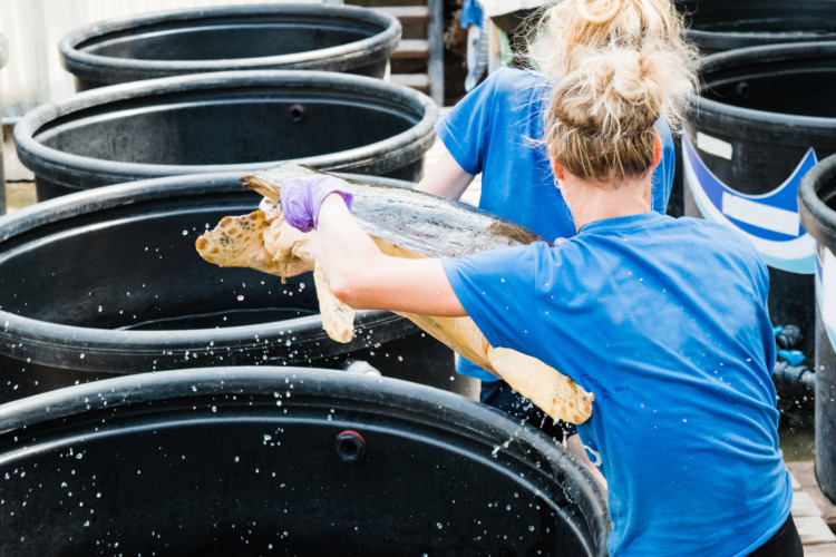 Turtle rescue team carry the sea turtle to medical treatment at Sea Turtle Rescue Centre