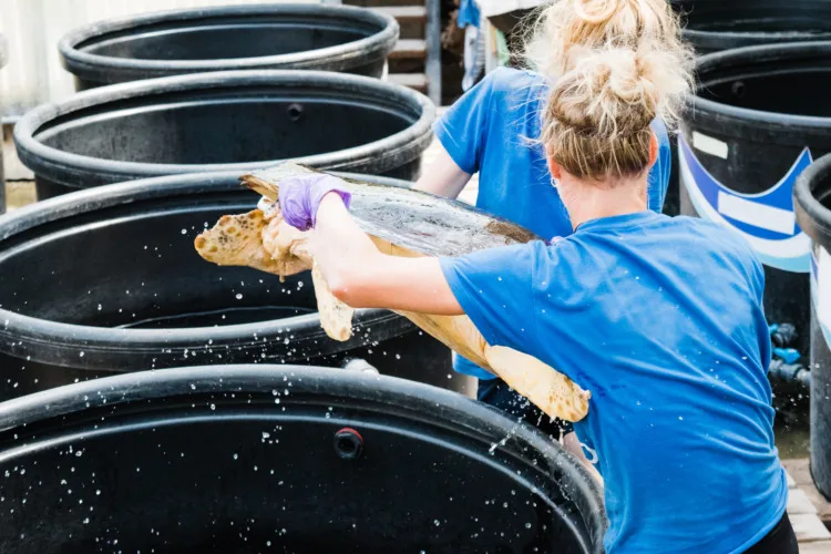 Turtle rescue team carry the sea turtle to medical treatment at Sea Turtle Rescue Centre