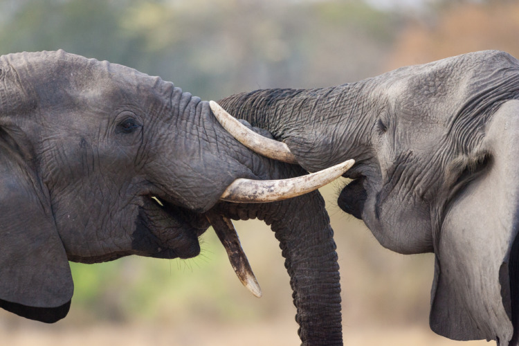 Closeup on two elephants greeting each other in Kruger Park South Africa 