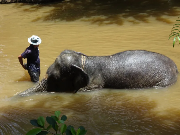 Elephant sanctuary is run by volunteers as a place for elephant breeding and treatment.