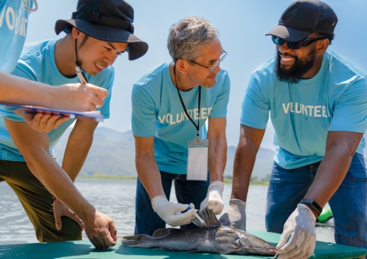 Professional biologist and volunteer team working together to research injecting microchip into the fish's body to track its movements and behavior, useful for studying the breeding ecology 