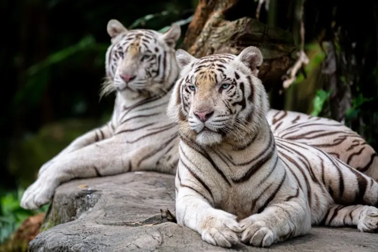 White Bengal Tigers at Singapore Zoo