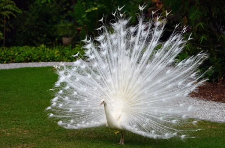 All white male peacock bird with its tail feathers opened