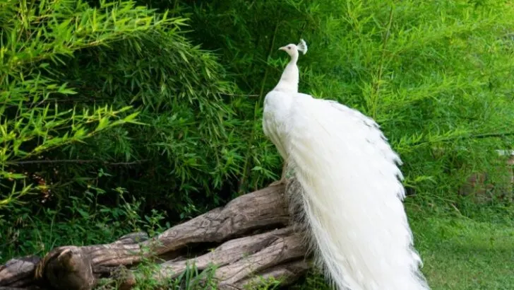White Peacock perched on a branch