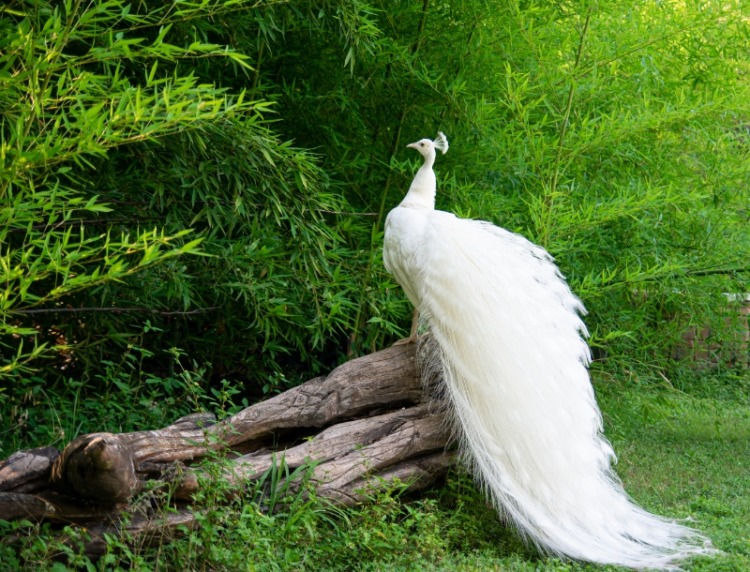 White Peacock perched on a branch