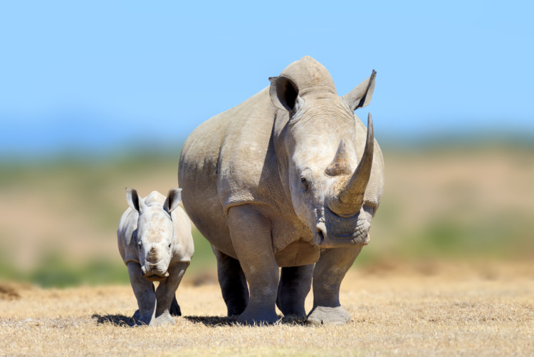 White rhinoceros in the nature habitat, Kenya, Africa