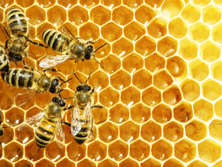 Close up view of the working bees on honey cells