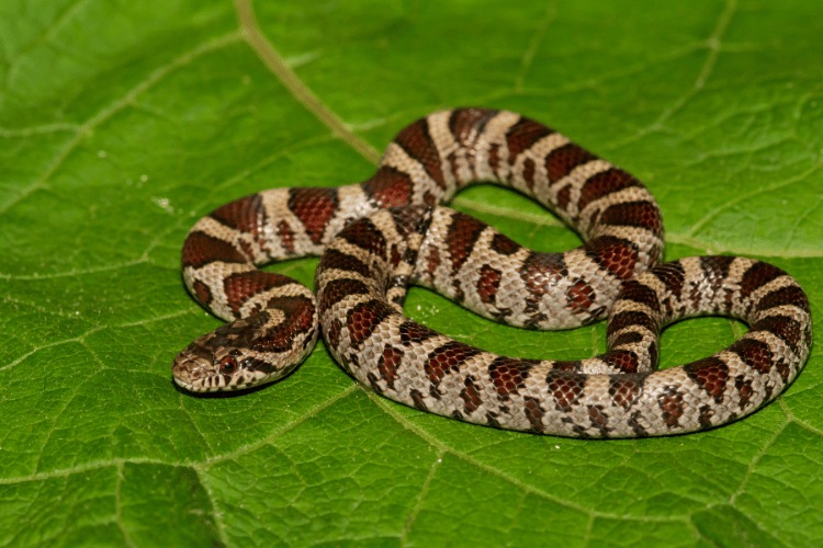 An Eastern Milk Snake isolated on a green leaf