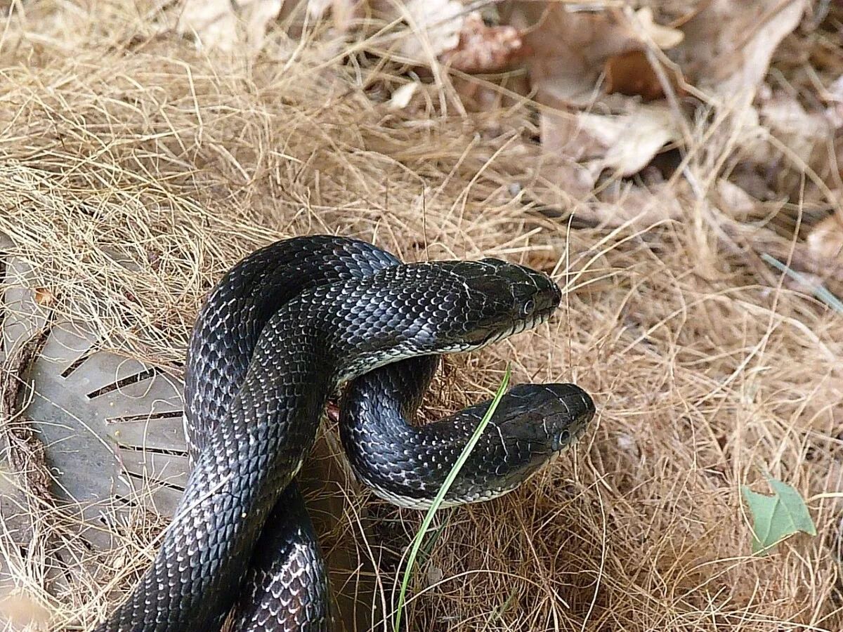 5 Different Snakes in West Virginia 3 Black Ratsnake