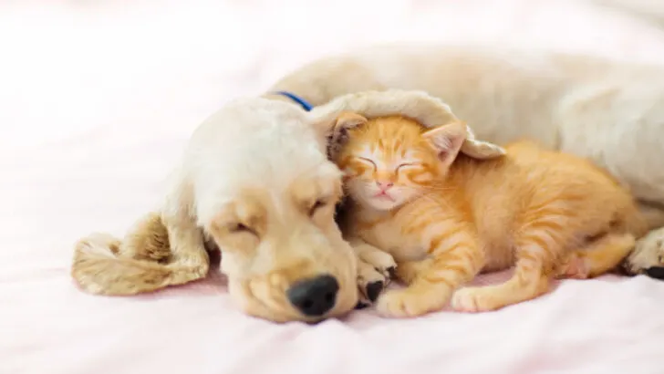 Cat and dog sleeping together