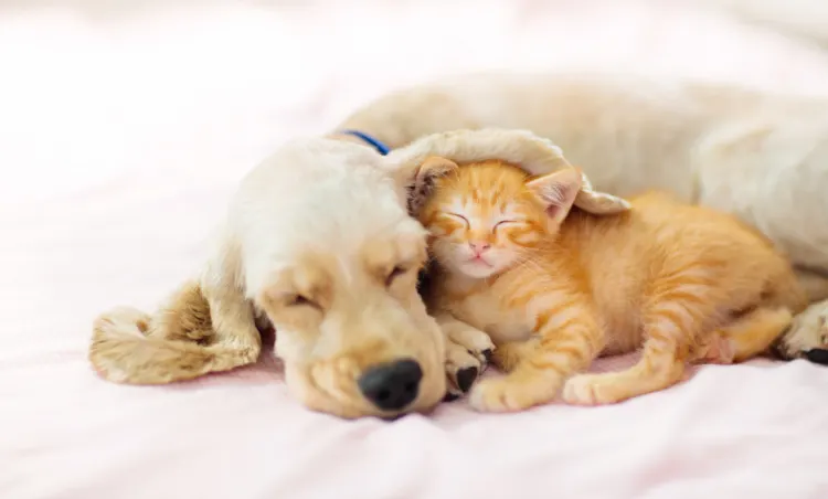 Cat and dog cozying Cat and dog sleeping together