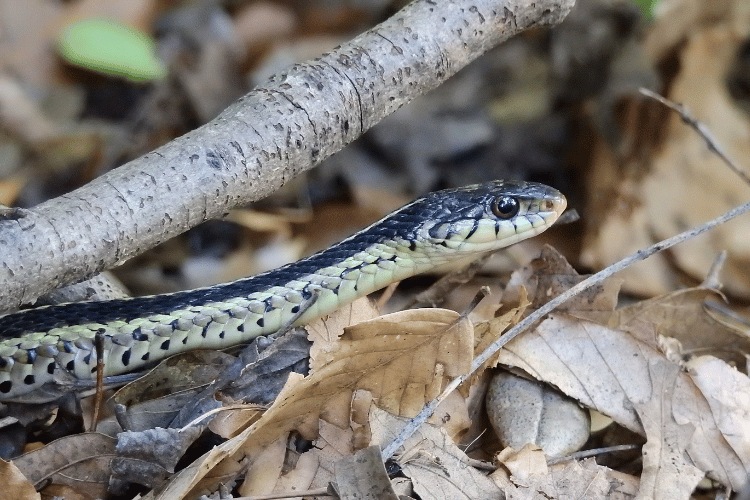 Closeup of garter snake slithering on leaves on the forest floor