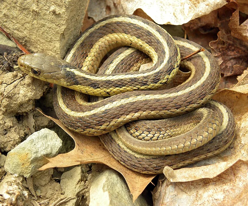 5 Different Snakes in West Virginia 1 Eastern Garter Snake
