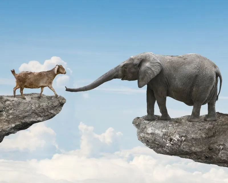 Elephant and goat bond Elephant and goat bond