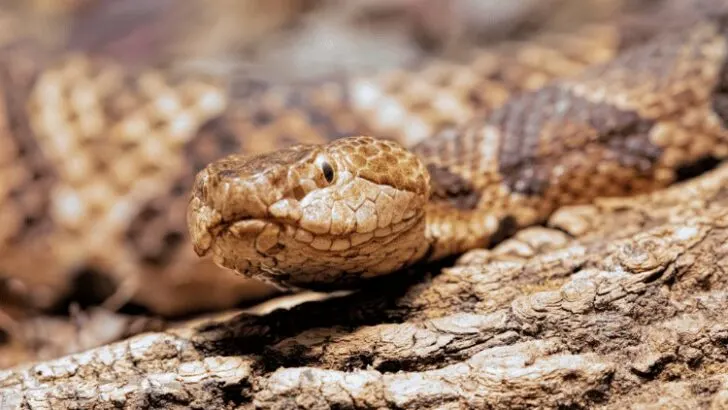 Northern Copperhead venomous pit viper slithering on dry log