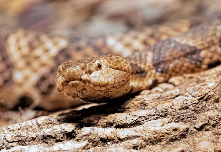 Northern Copperhead venomous pit viper slithering on dry log