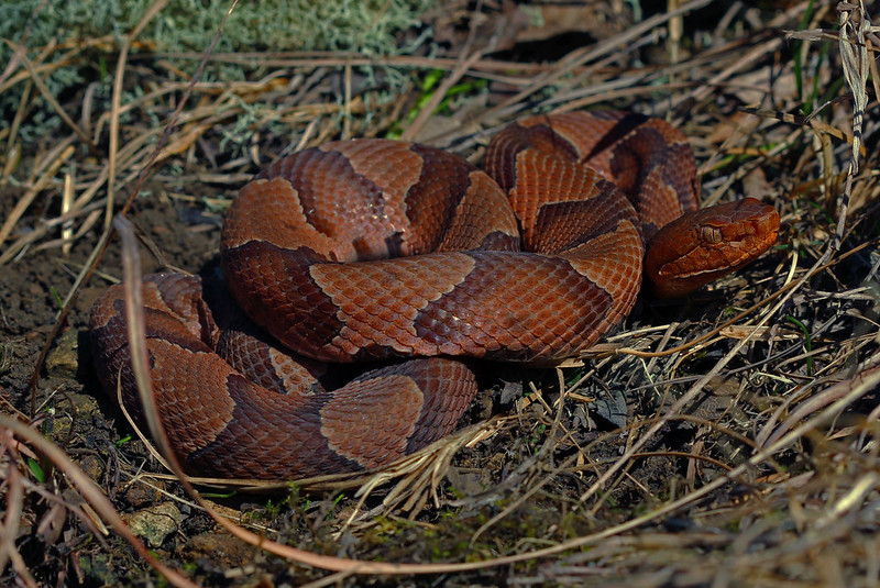 Northern Copperhead