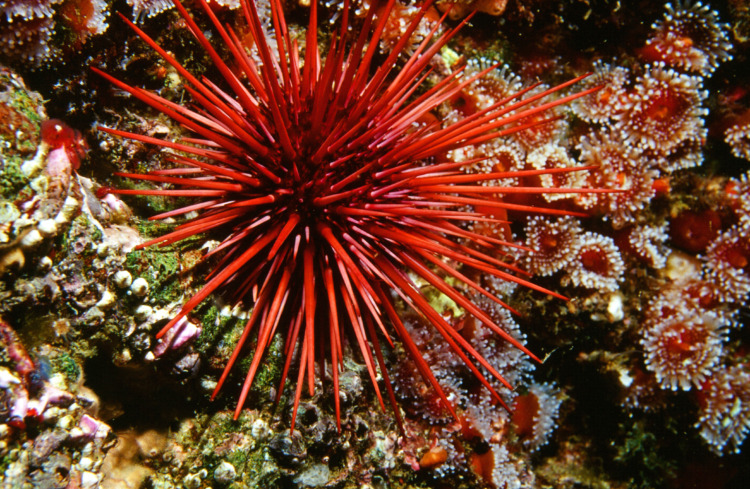 A Red Sea Urchin Crawling on a Cold water Rocky Reef in British Columbia, Canada