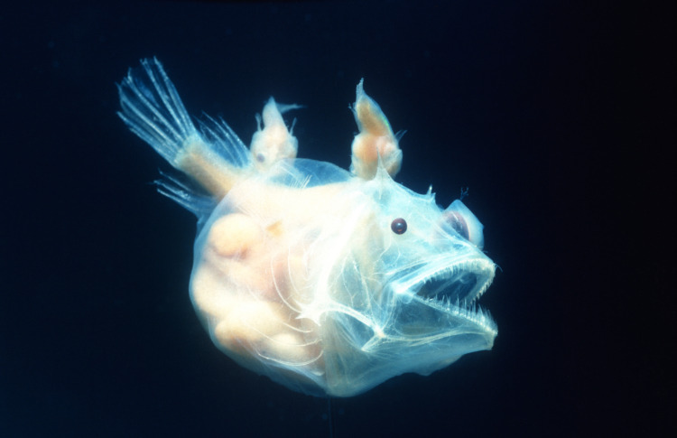 Angler fish, female with males attached, pisces linophrynidae