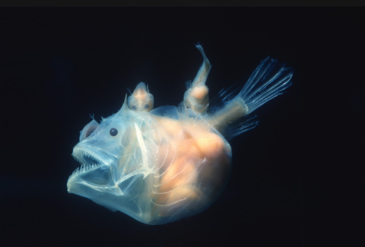 Angler fish, Edridolychnus schmidti.