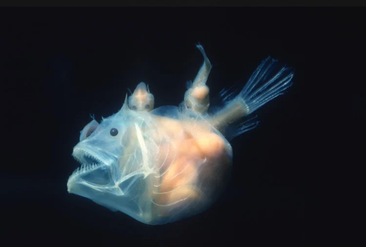 7 Incredibly Cool Sea Creatures to Know 9 Angler fish, Edridolychnus schmidti.
