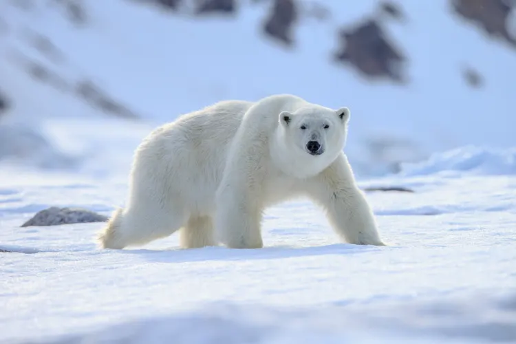 Polar bear of Spitzbergen (Ursus maritimus)