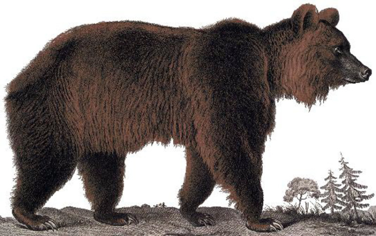 Atlas Bear (Ursus arctos Dessin) illustration
