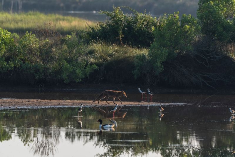 Birds and fox playing together