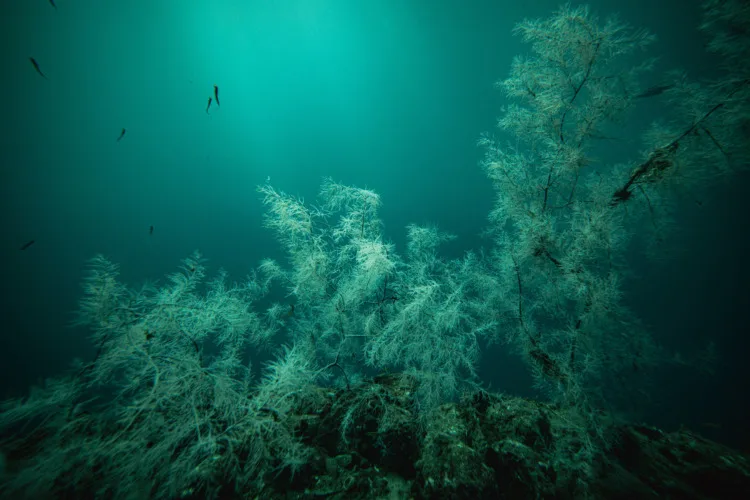 Black coral in Milford sound New Zealand