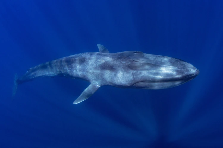 7 Incredibly Cool Sea Creatures to Know 2 Blue Whale
