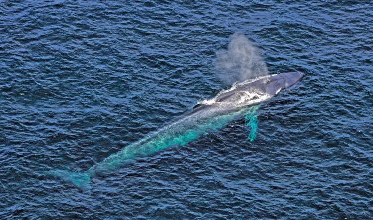 7 Incredibly Cool Sea Creatures to Know 1 Blue Whale from the air